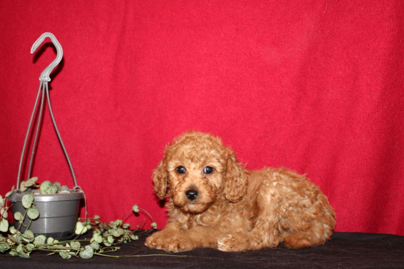puppy, for, sale, Mini Golden Doodle F1B, Matthew B. Stoltzfus, dog, breeder, Gap, PA, dog-breeder, puppy-for-sale, forsale, nearby, find, puppyfind, locator, puppylocator, aca